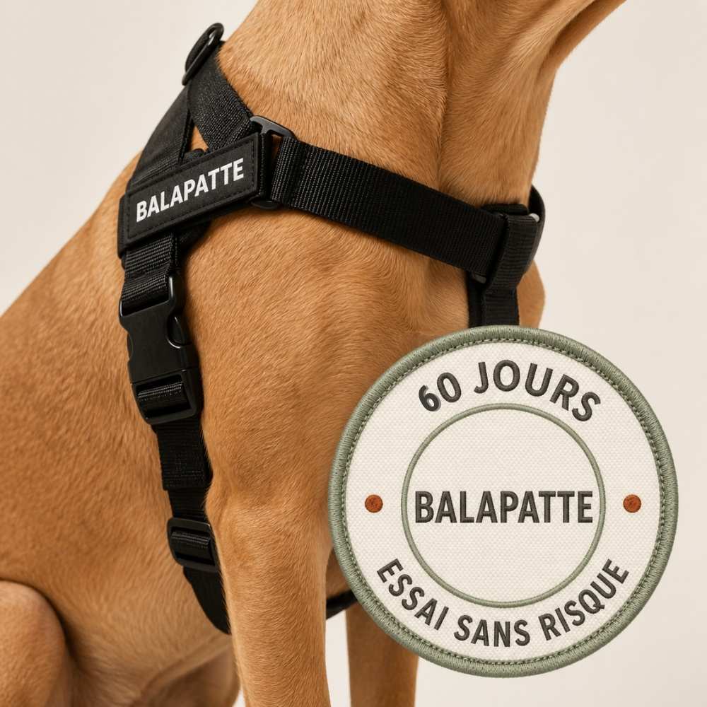 Harnais anti-traction pour chien Balapatte